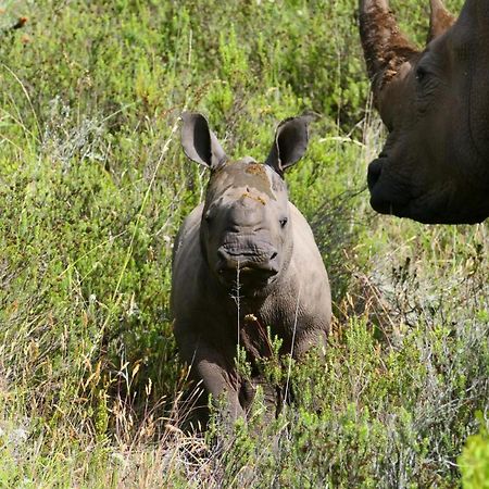 Safari Lodge - Amakhala Game Reserve Eksteriør bilde