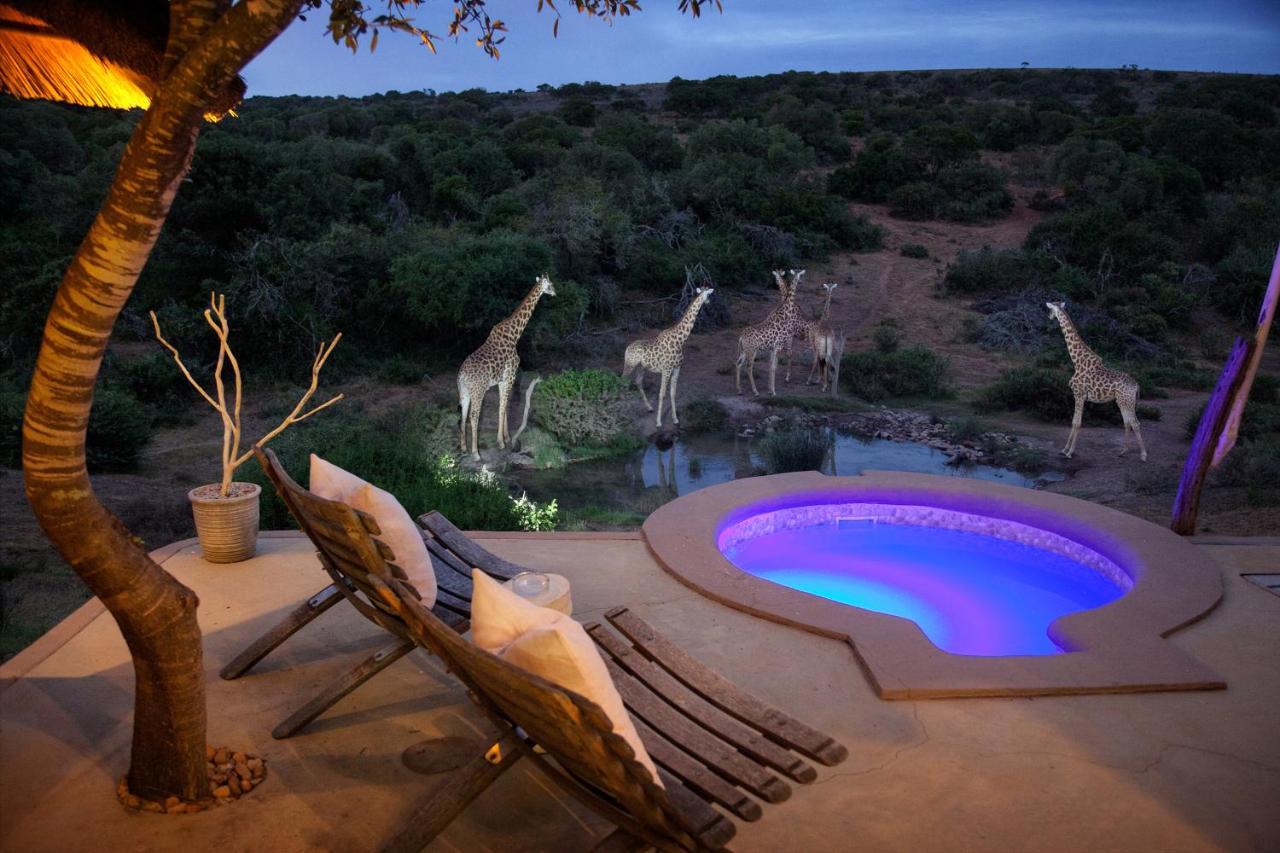 Safari Lodge - Amakhala Game Reserve Eksteriør bilde