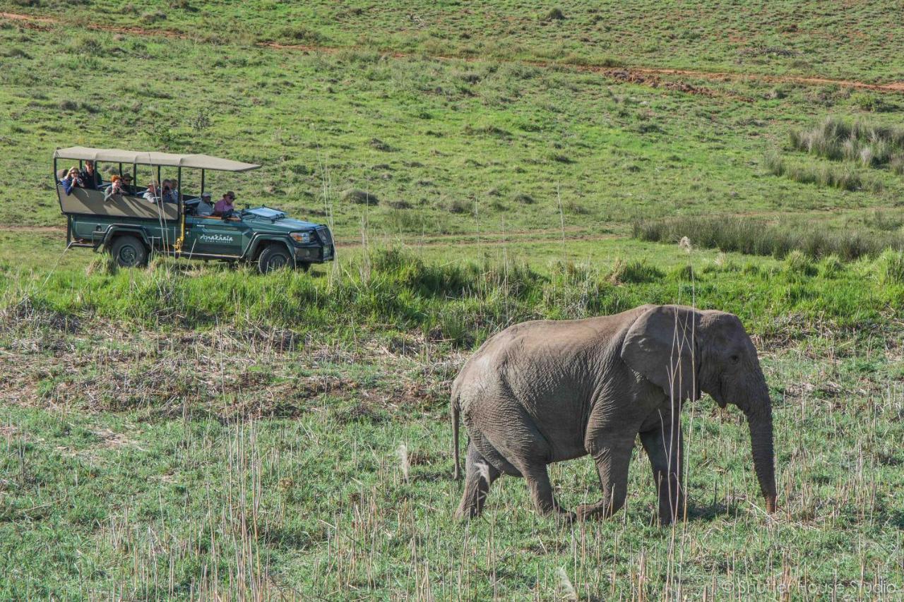 Safari Lodge - Amakhala Game Reserve Eksteriør bilde