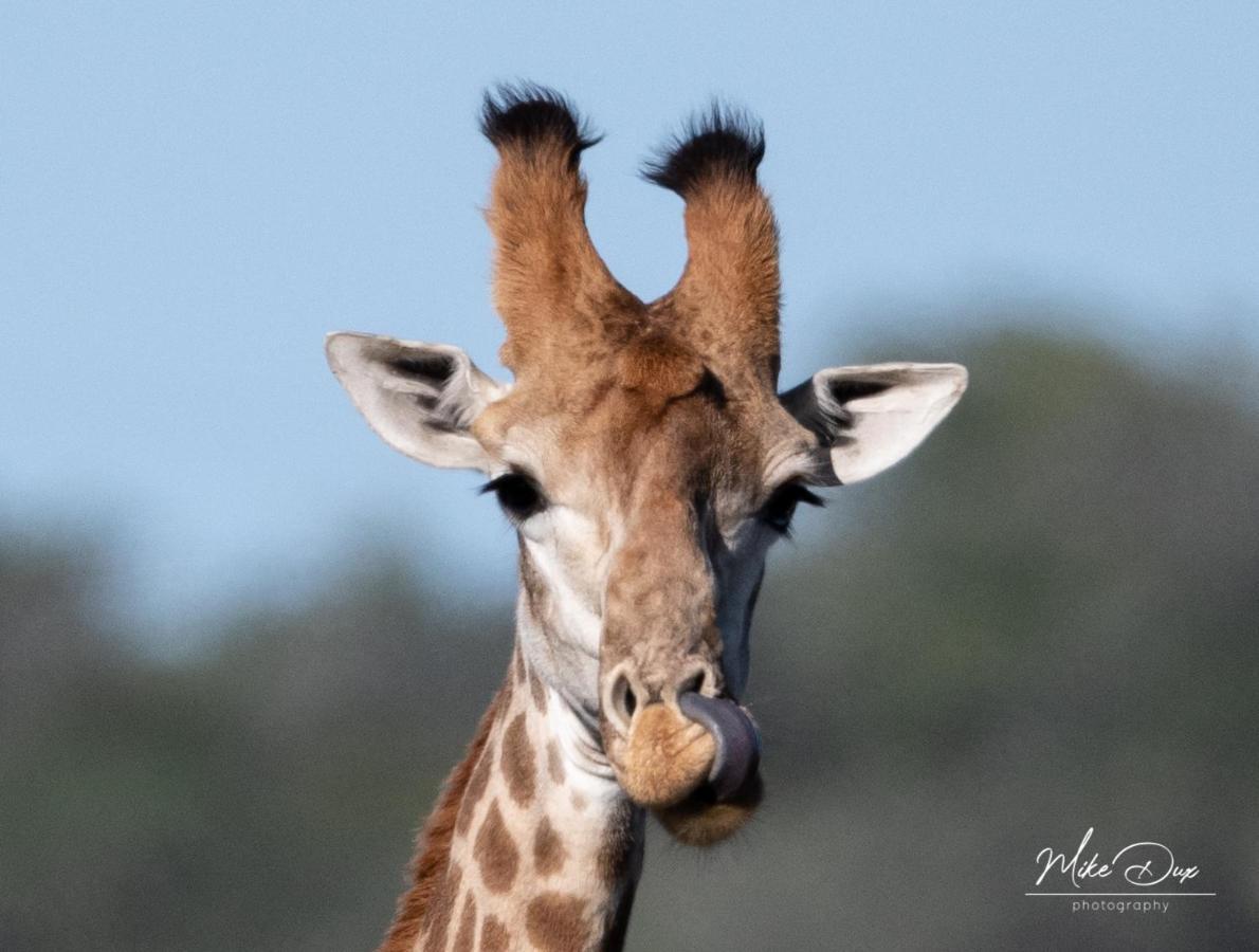 Safari Lodge - Amakhala Game Reserve Eksteriør bilde
