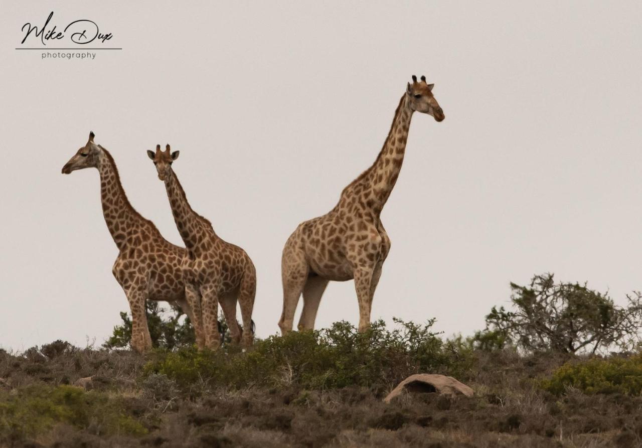 Safari Lodge - Amakhala Game Reserve Eksteriør bilde