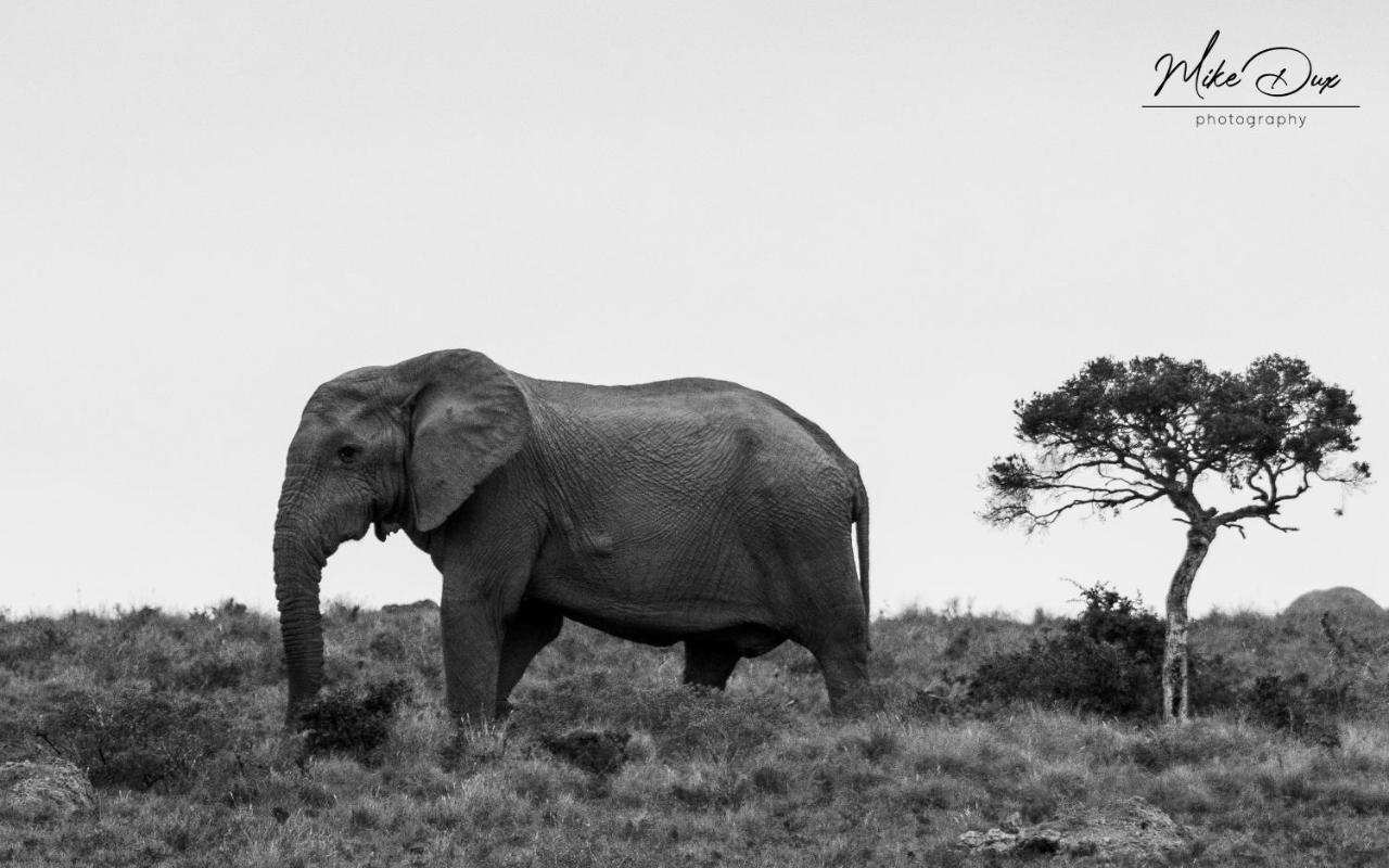 Safari Lodge - Amakhala Game Reserve Eksteriør bilde