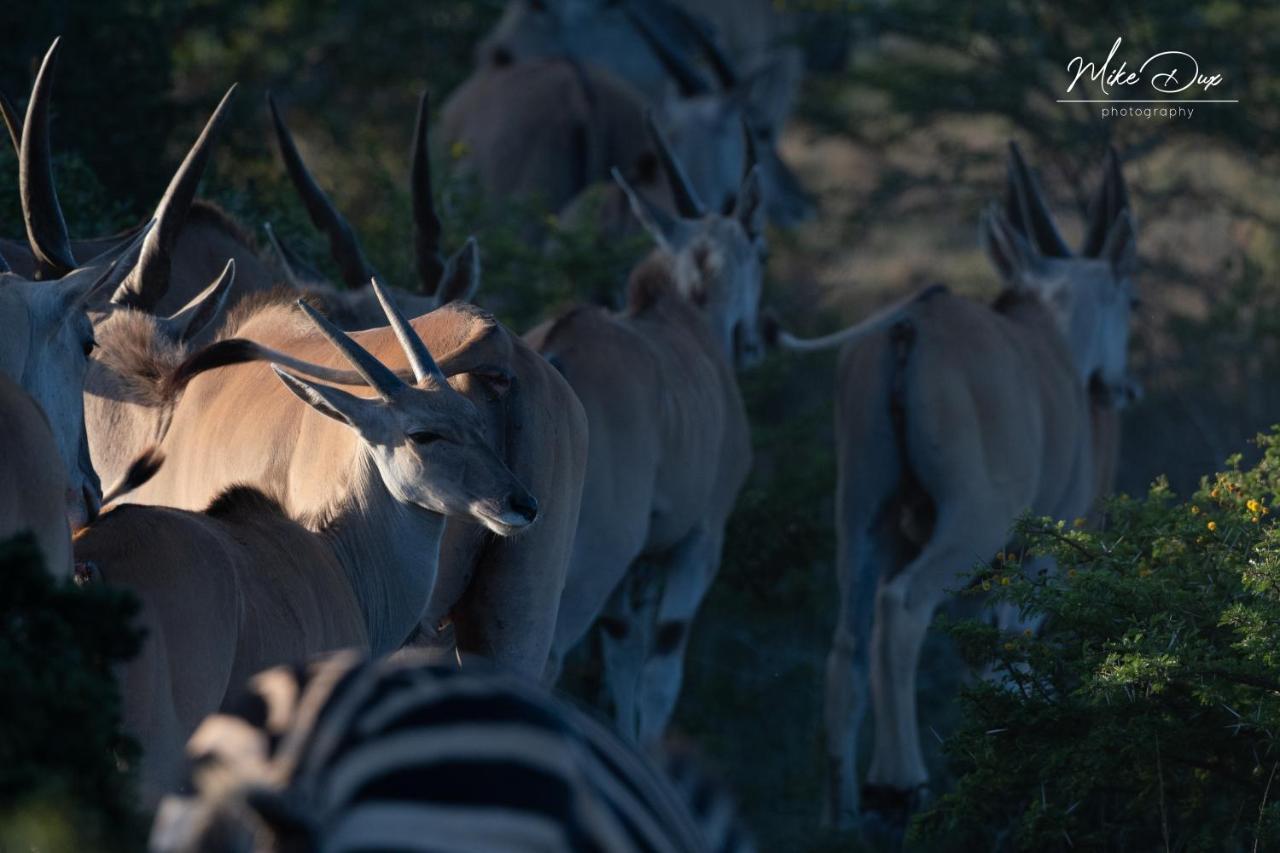 Safari Lodge - Amakhala Game Reserve Eksteriør bilde
