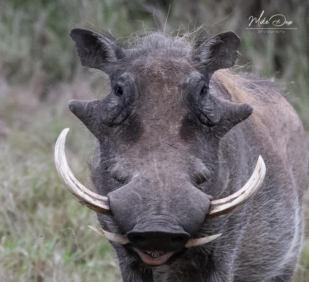 Safari Lodge - Amakhala Game Reserve Eksteriør bilde