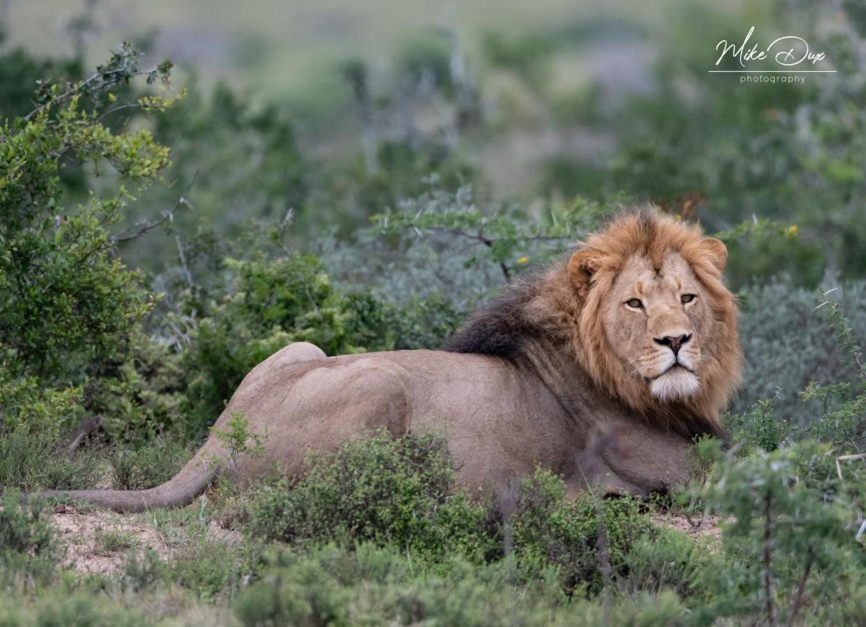 Safari Lodge - Amakhala Game Reserve Eksteriør bilde