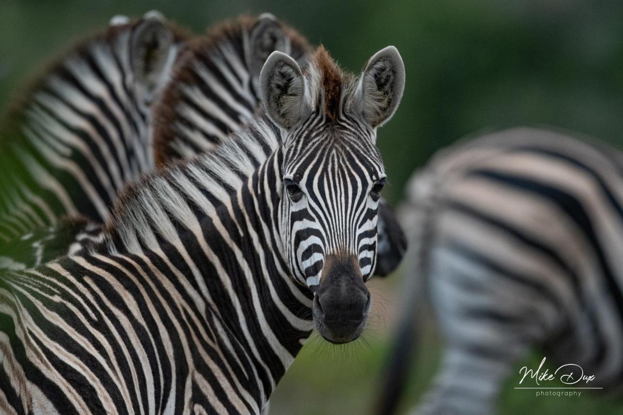 Safari Lodge - Amakhala Game Reserve Eksteriør bilde