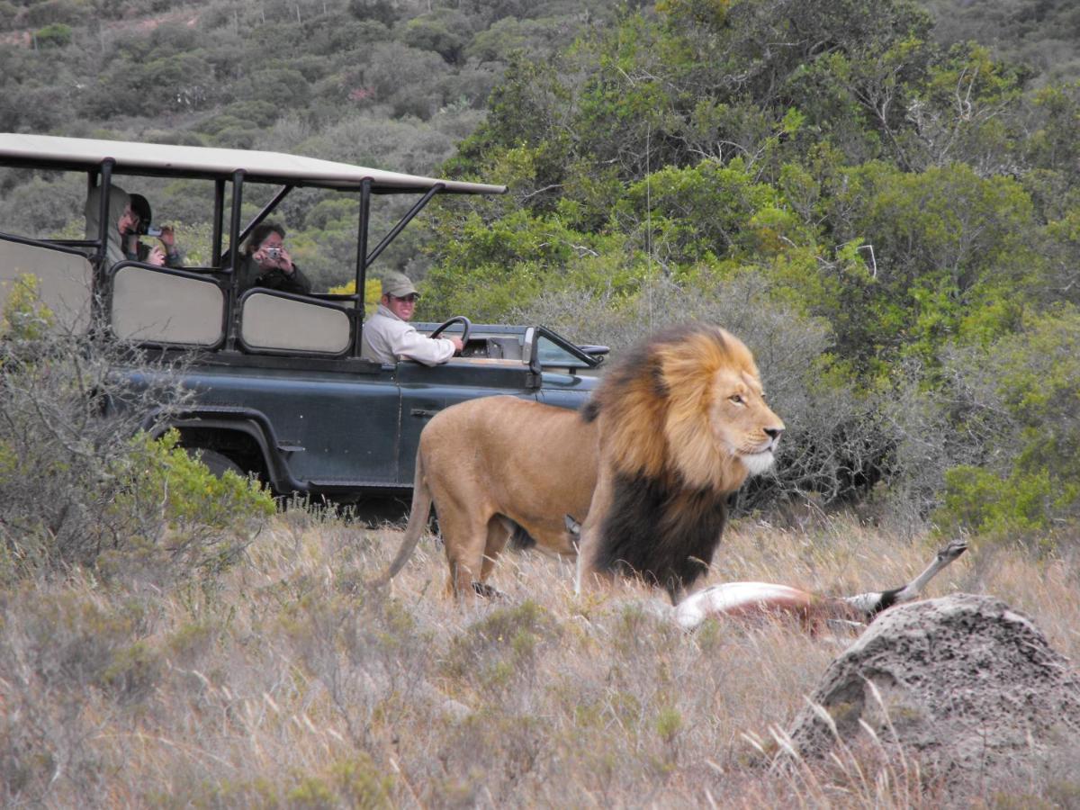 Safari Lodge - Amakhala Game Reserve Eksteriør bilde