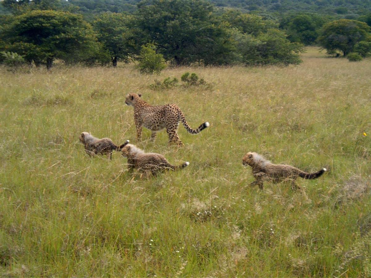 Safari Lodge - Amakhala Game Reserve Eksteriør bilde
