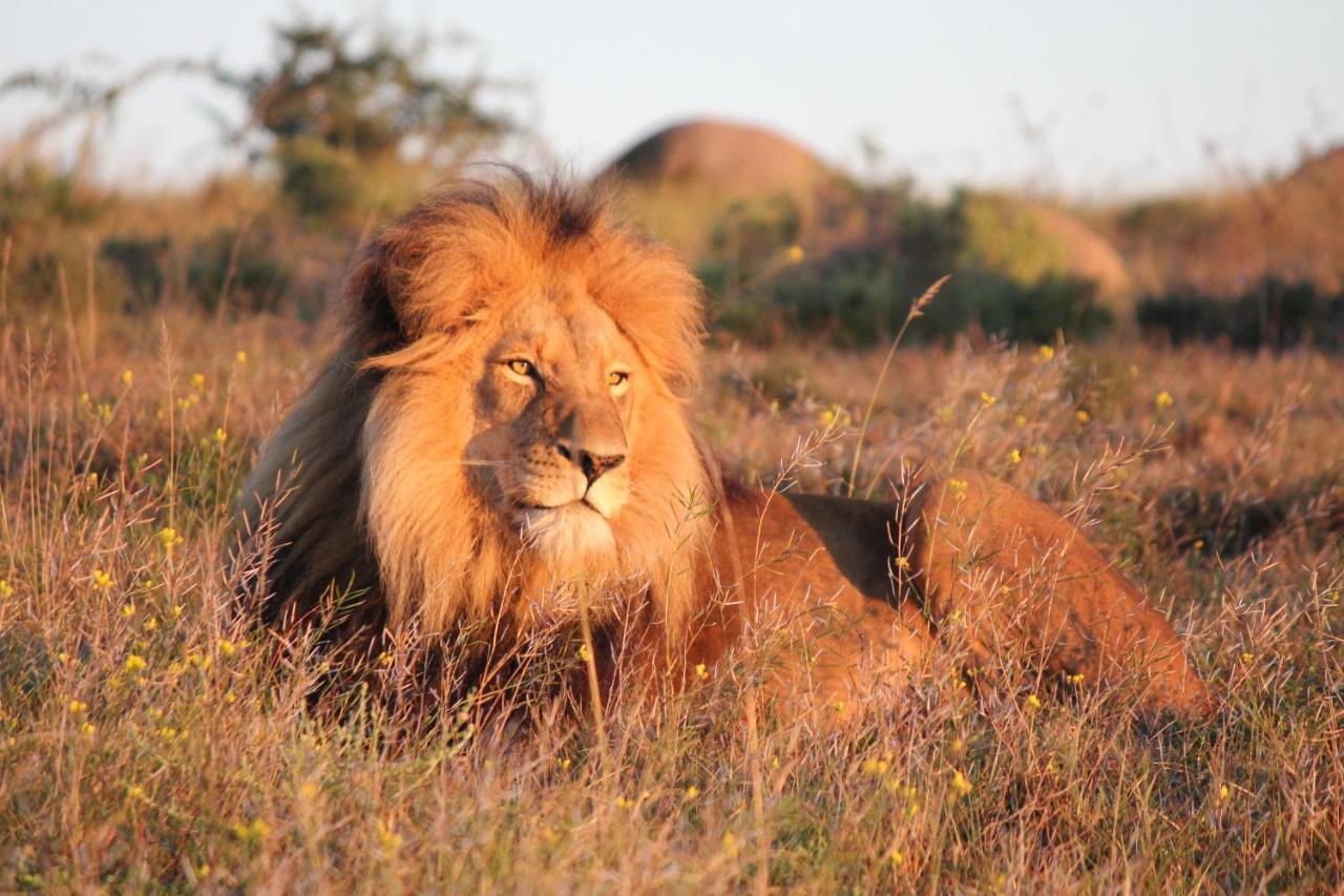 Safari Lodge - Amakhala Game Reserve Eksteriør bilde