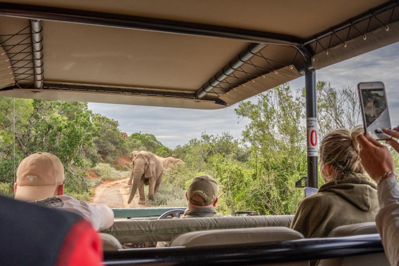 Safari Lodge - Amakhala Game Reserve Eksteriør bilde