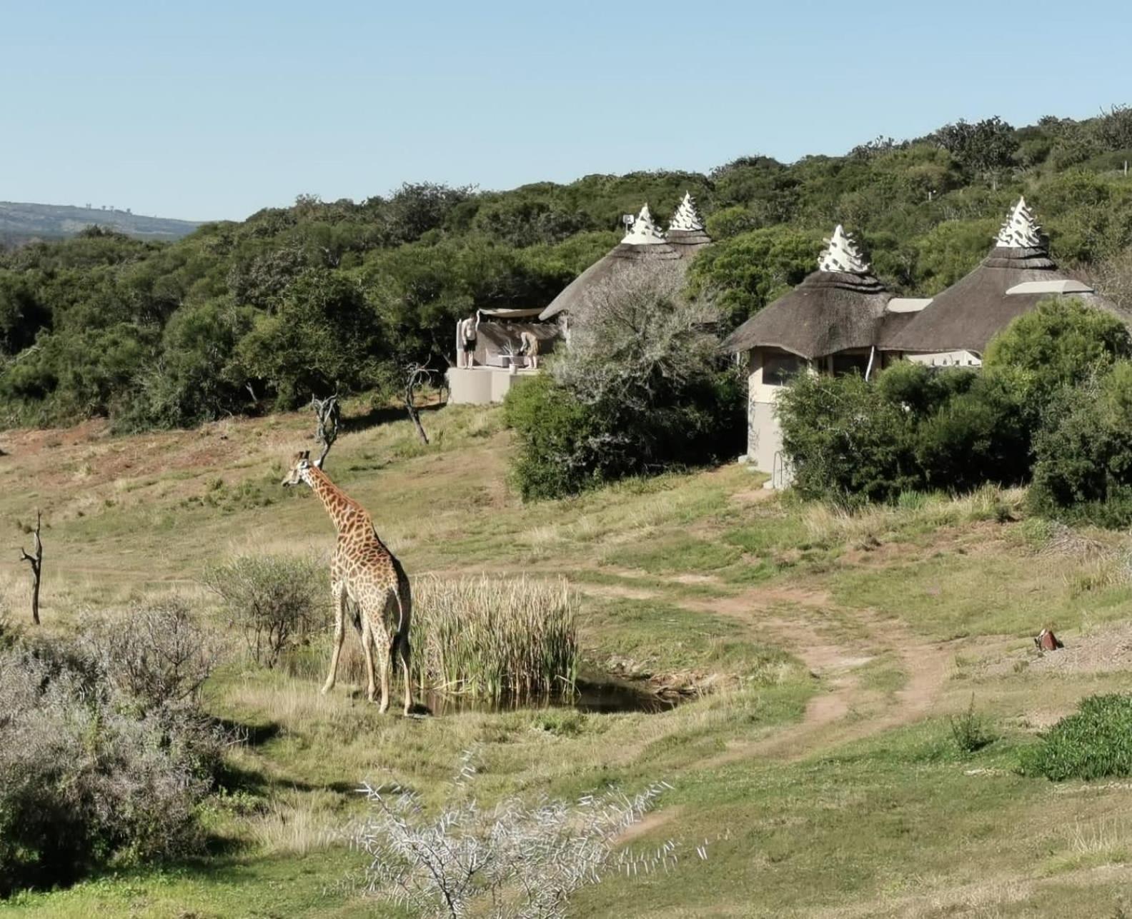 Safari Lodge - Amakhala Game Reserve Eksteriør bilde
