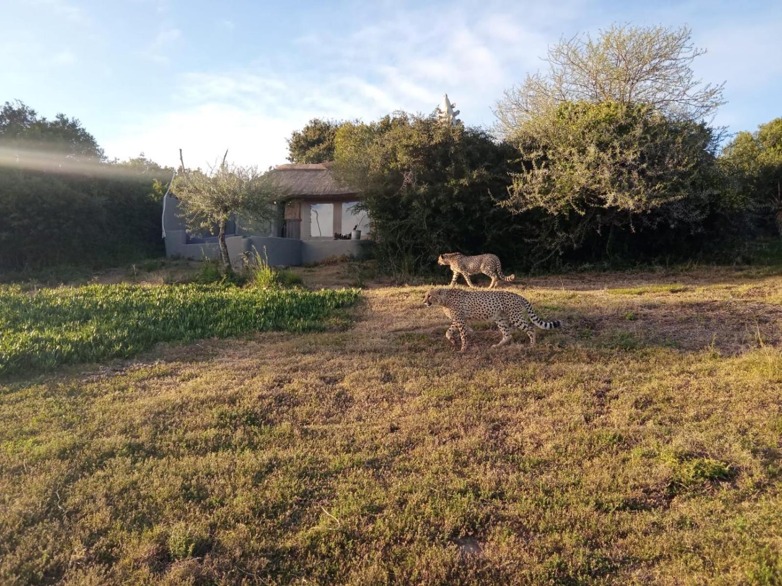 Safari Lodge - Amakhala Game Reserve Eksteriør bilde