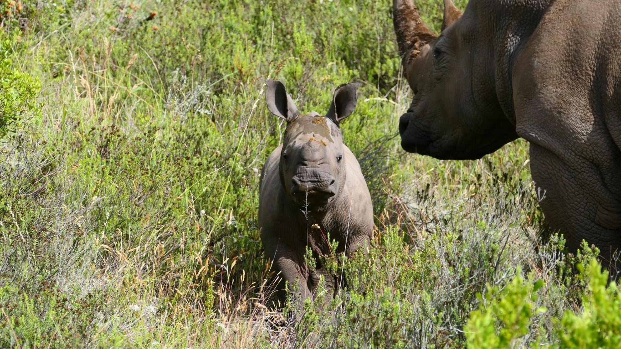Safari Lodge - Amakhala Game Reserve Eksteriør bilde