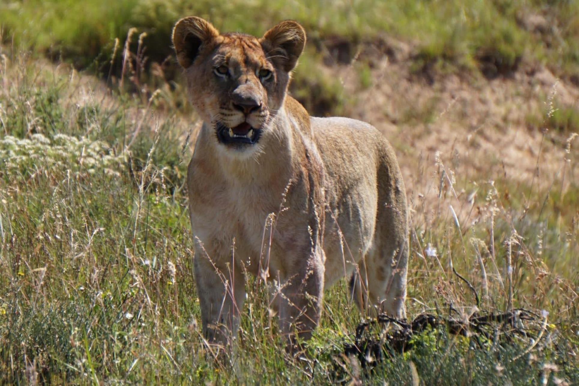 Safari Lodge - Amakhala Game Reserve Eksteriør bilde