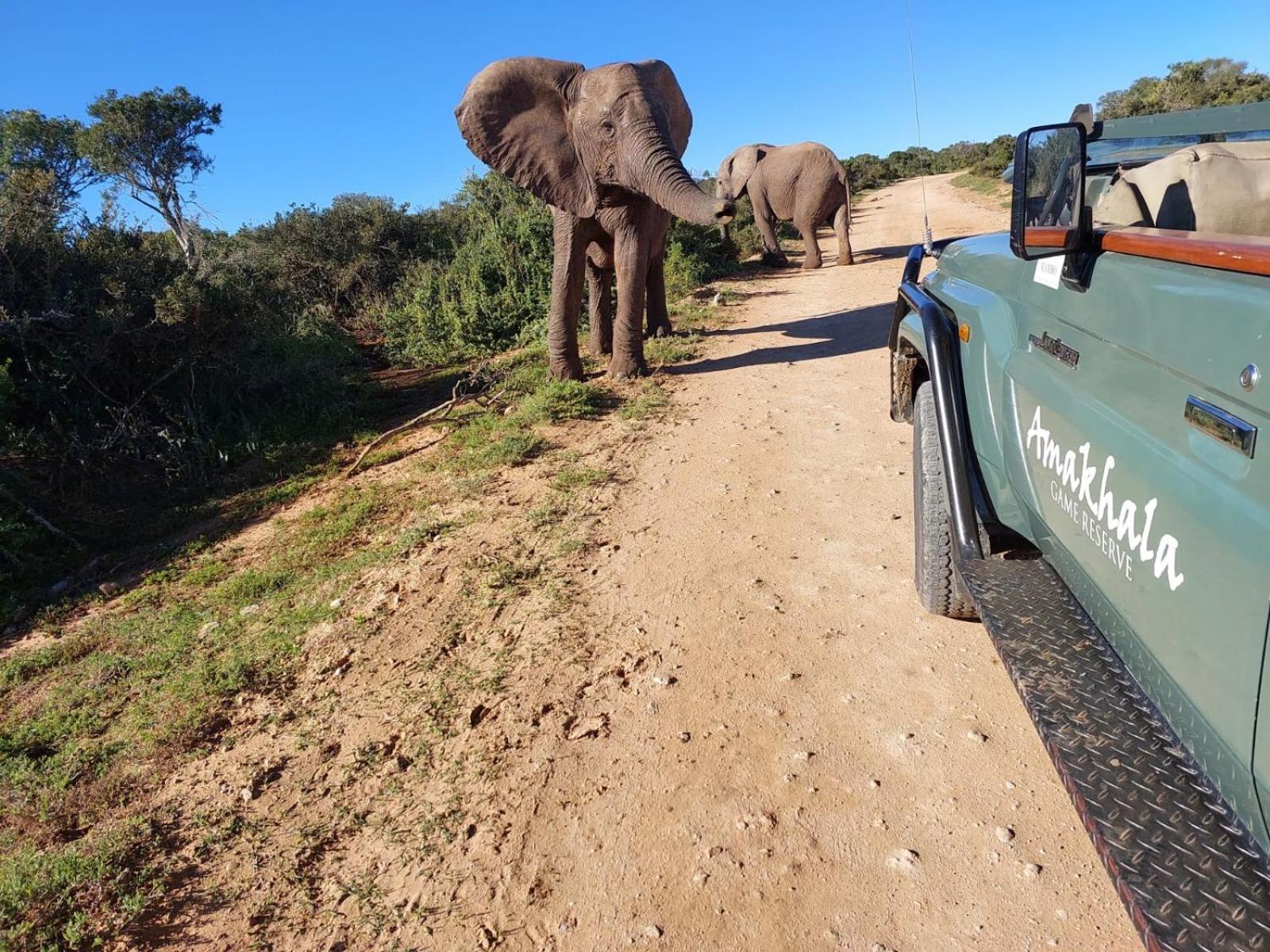 Safari Lodge - Amakhala Game Reserve Eksteriør bilde